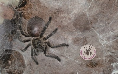 Harpactira namaquensis female 4-5 cm tarantula